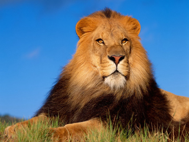 Lion laying grass blue sky free wallpaper - medium preview image
