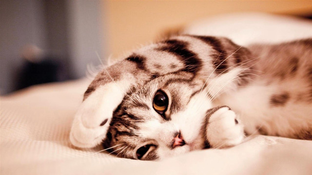 Cat laying on bed pillow #2 free wallpaper - medium preview image