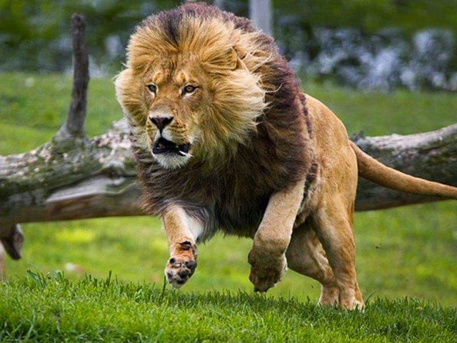 Lion running grassy field fallen free wallpaper - medium preview image