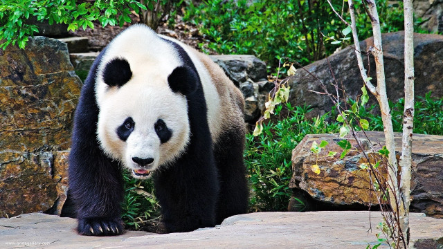 Panda bear zoo exhibit rocks free wallpaper - medium preview image
