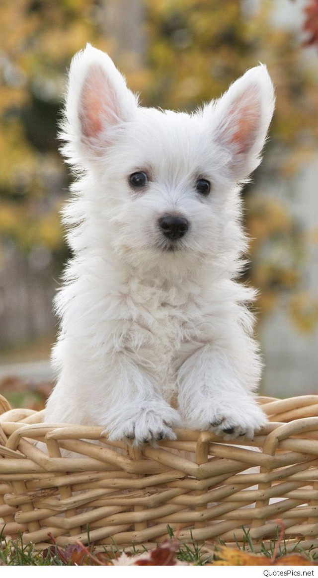 Small white dog basket grass free wallpaper - medium preview image