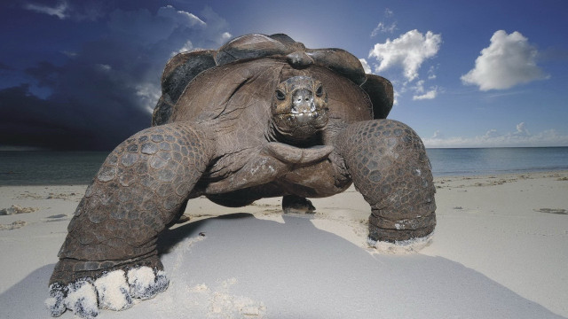 Large turtle beach sky sunbeam free wallpaper - medium preview image