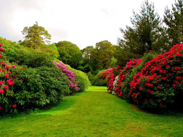 Lush green field flower path free wallpaper - medium preview image