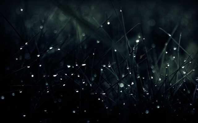 Grass water drops macro rain free wallpaper - medium preview image