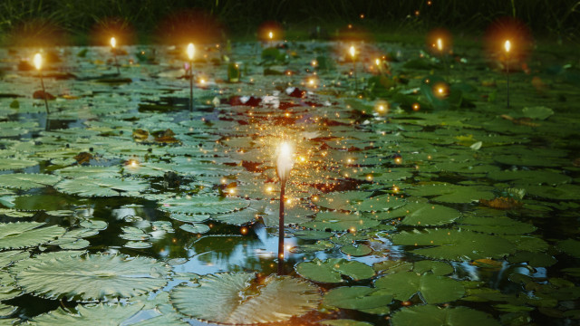 Pond lily pads candles water free wallpaper - medium preview image