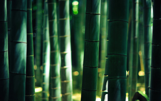 Tall green bamboo trees forest free wallpaper - medium preview image