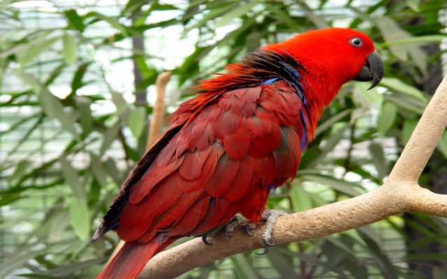 Red parrot branch leaves forest free wallpaper - medium preview image