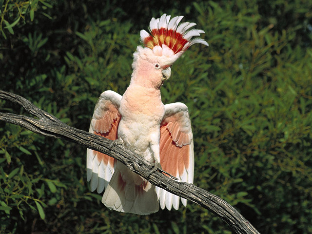 Pink white bird red head free wallpaper - medium preview image