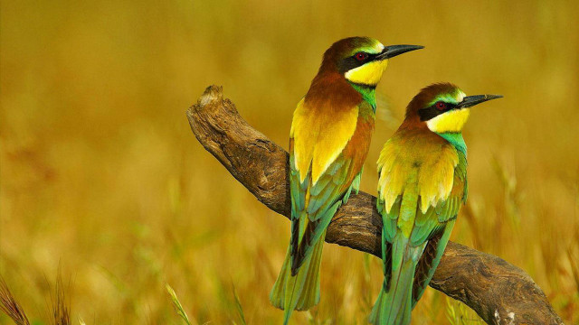 Birds branch grass yellow green free wallpaper - medium preview image