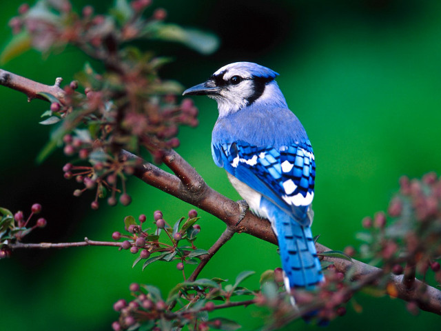 Blue bird sitting branch tree #2 free wallpaper - medium preview image