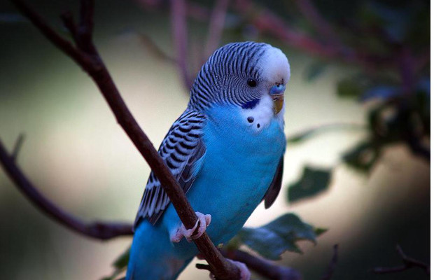 Blue parakeet perched branch leaves free wallpaper - medium preview image