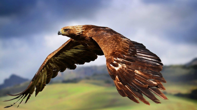 Bird of prey flying wings #3 free wallpaper - medium preview image