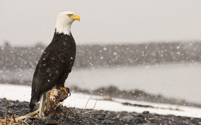 Bald eagle branch snow fish free wallpaper - medium preview image