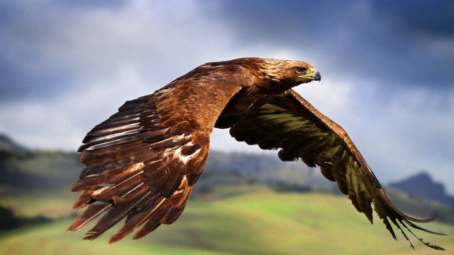 Bird of prey flying wings #4 free wallpaper - medium preview image