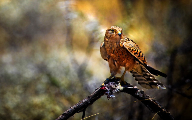 Bird branch forest trees background #2 free wallpaper - medium preview image