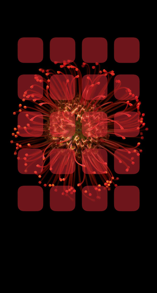 Red flower black background red free wallpaper - medium preview image