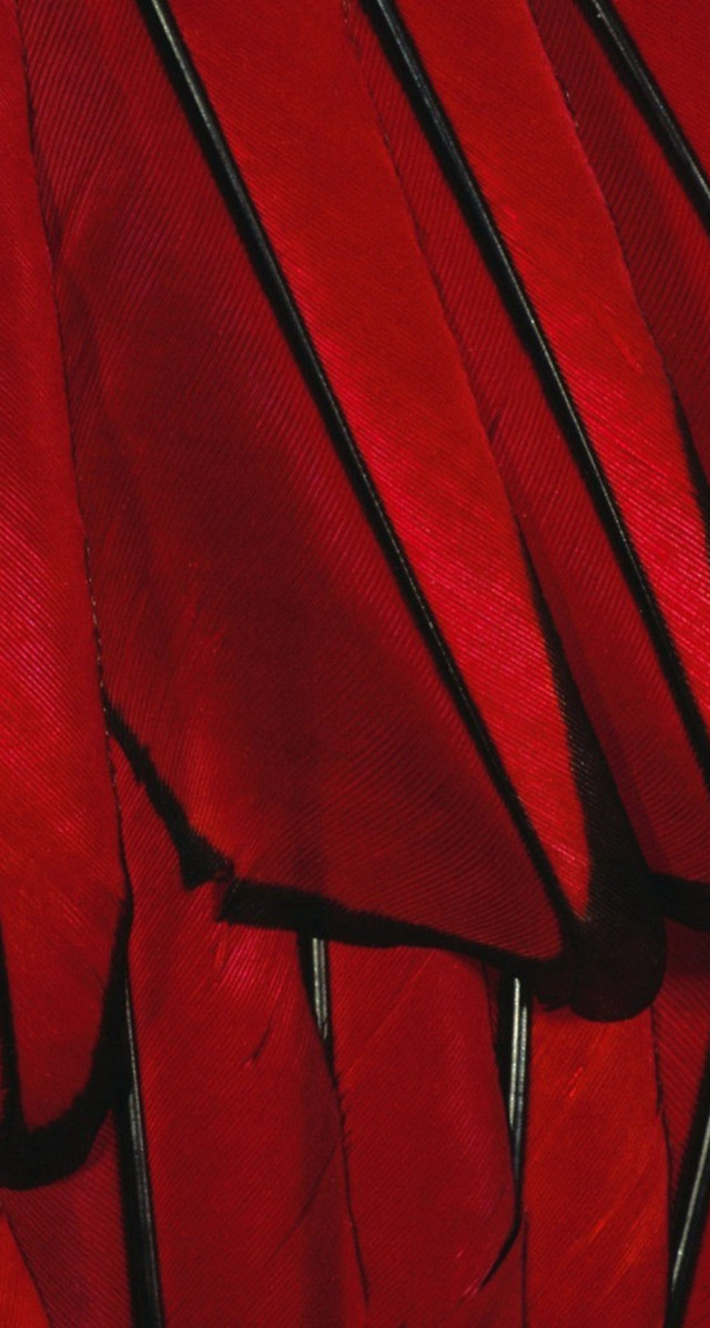 Red feather black tips photorealism free wallpaper - medium preview image