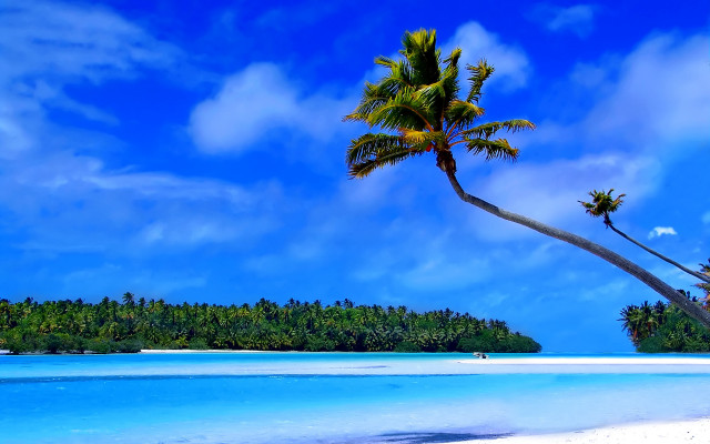 Palm tree beach ocean sky free wallpaper - medium preview image