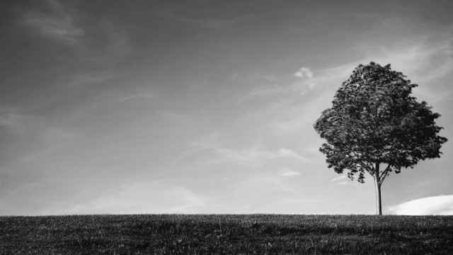 Lone tree hill black white free wallpaper - medium preview image