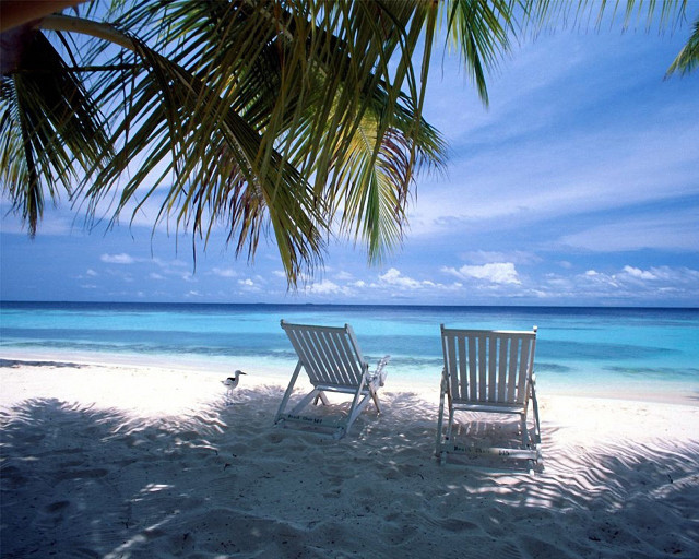 Beach chairs palm tree ocean #2 free wallpaper - medium preview image