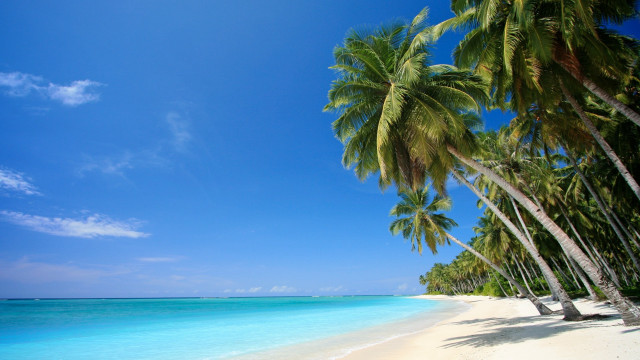Beach palm trees clear water #8 free wallpaper - medium preview image