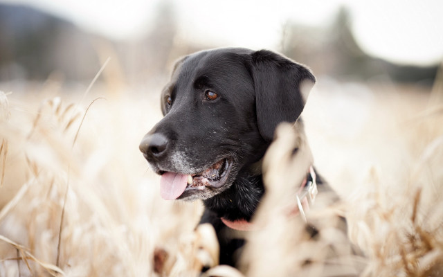Black dog sitting field tall #2 free wallpaper - medium preview image