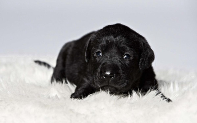 Black puppy white rug sad free wallpaper - medium preview image