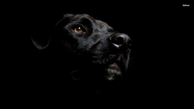 Black dog yellow eye chiaroscuro free wallpaper - medium preview image