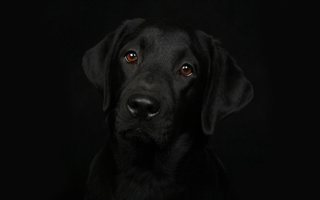 Black dog portrait elk vogelsang free wallpaper - medium preview image