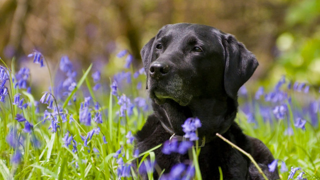 Black dog laying blue flowers free wallpaper - medium preview image