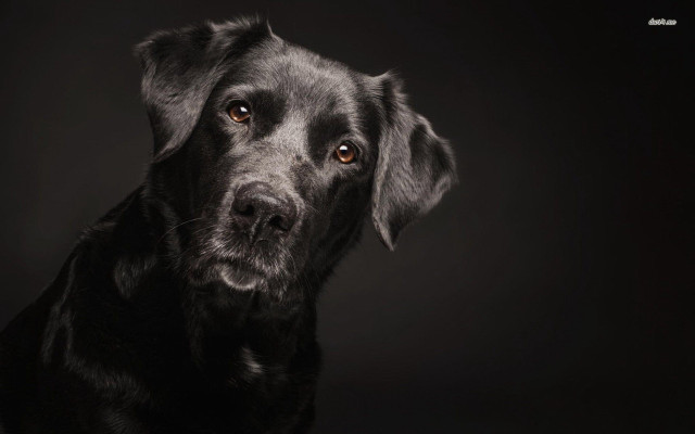 Black dog sad looking camera #2 free wallpaper - medium preview image