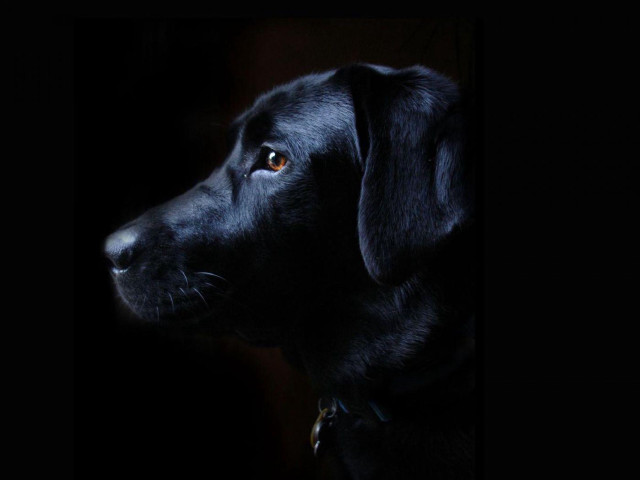 Black dog collar looking distance free wallpaper - medium preview image