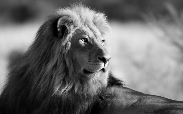 Lion looking camera grass trees free wallpaper for desktop - medium preview image