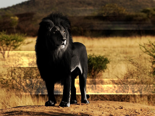 Black lion dirt road fence free wallpaper - medium preview image