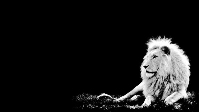 Lion laying dark head turned free wallpaper - medium preview image