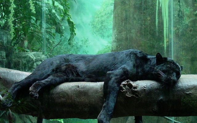 Black cat sleeping log forest #2 free wallpaper - medium preview image