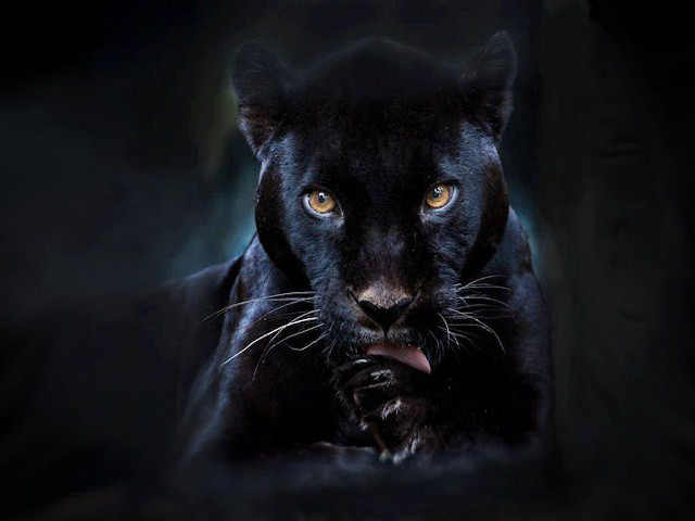 Black panther yellow eyes black free wallpaper - medium preview image
