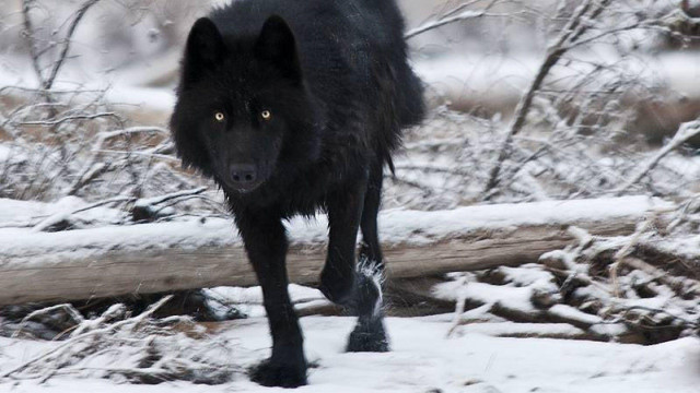 Black wolf snowy forest log free wallpaper - medium preview image