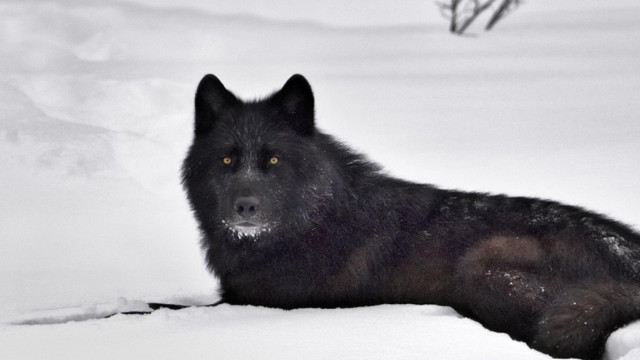 Black wolf snow looking sad free wallpaper - medium preview image