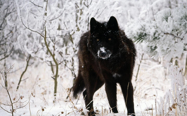 Black wolf snowy forest trees #2 free wallpaper - medium preview image