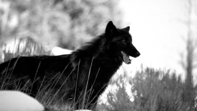 Wolf black white snow trees free wallpaper - medium preview image