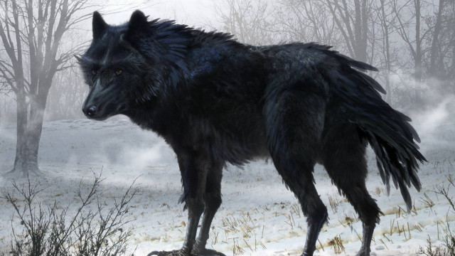 Black wolf snowy forest trees free wallpaper - medium preview image
