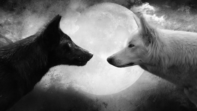 Dogs facing full moon sky free wallpaper - medium preview image