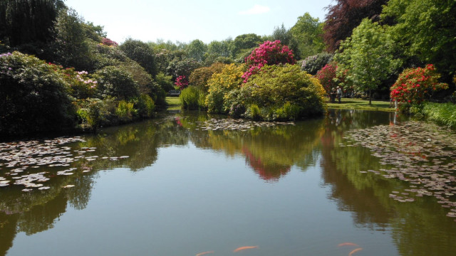 Pond fish trees flowers park free wallpaper - medium preview image