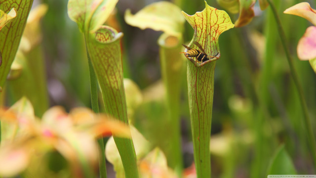 Close up flower bug background free wallpaper - medium preview image