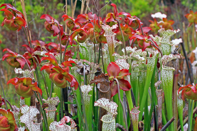 Flowers grass plants background bushes free wallpaper - medium preview image