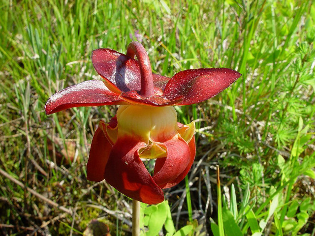 Red yellow flower bug field free wallpaper - medium preview image