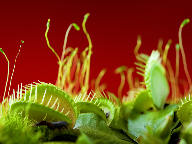 Plant closeup leaves flowers red free wallpaper - medium preview image