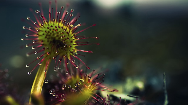 Flower water droplets macro blurry #7 free wallpaper for desktop - medium preview image