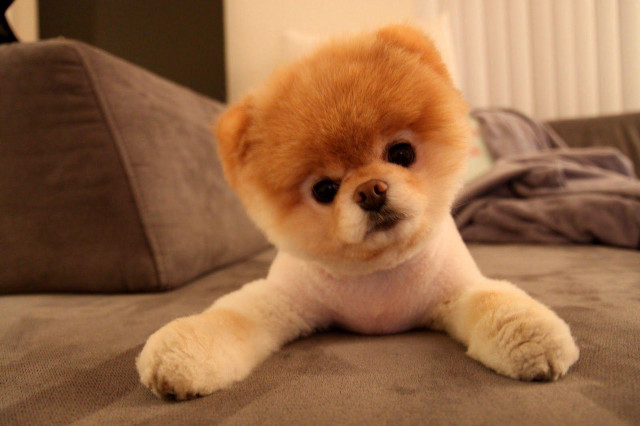 Small dog sitting bed pillow free wallpaper - medium preview image